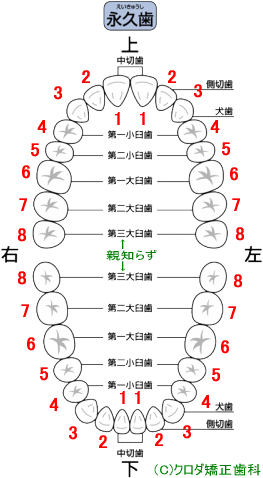 永久歯の数と名前