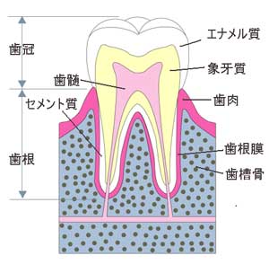 歯の構造