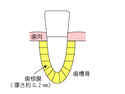 歯が動く仕組み