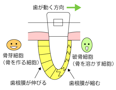 歯が動く仕組み２