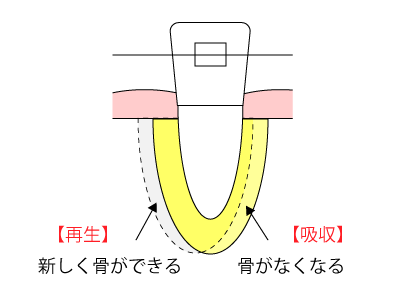 歯が動く仕組み3