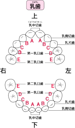 歯 の 抜ける 順番