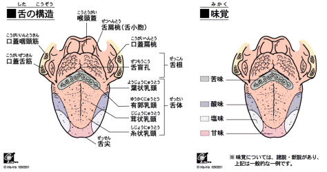 舌の構造